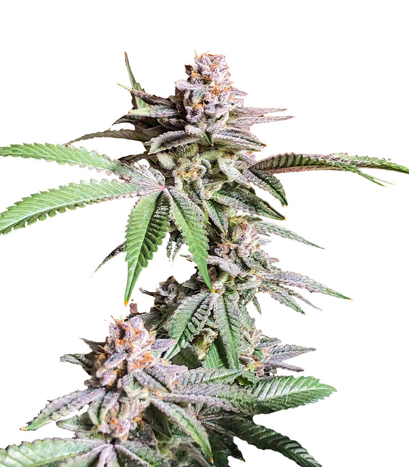 Семена сорта Dozy Breath fem (AlphaFem Seeds)