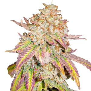 Grandaddy Banner fem (AlphaFem Seeds)