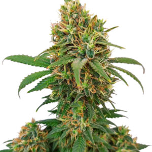 Семена сорта I'm Alive fem (AlphaFem Seeds)