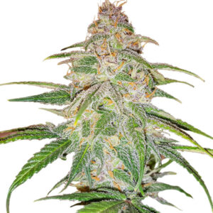 Семена сорта Mandarin Thuggee fem (AlphaFem Seeds)