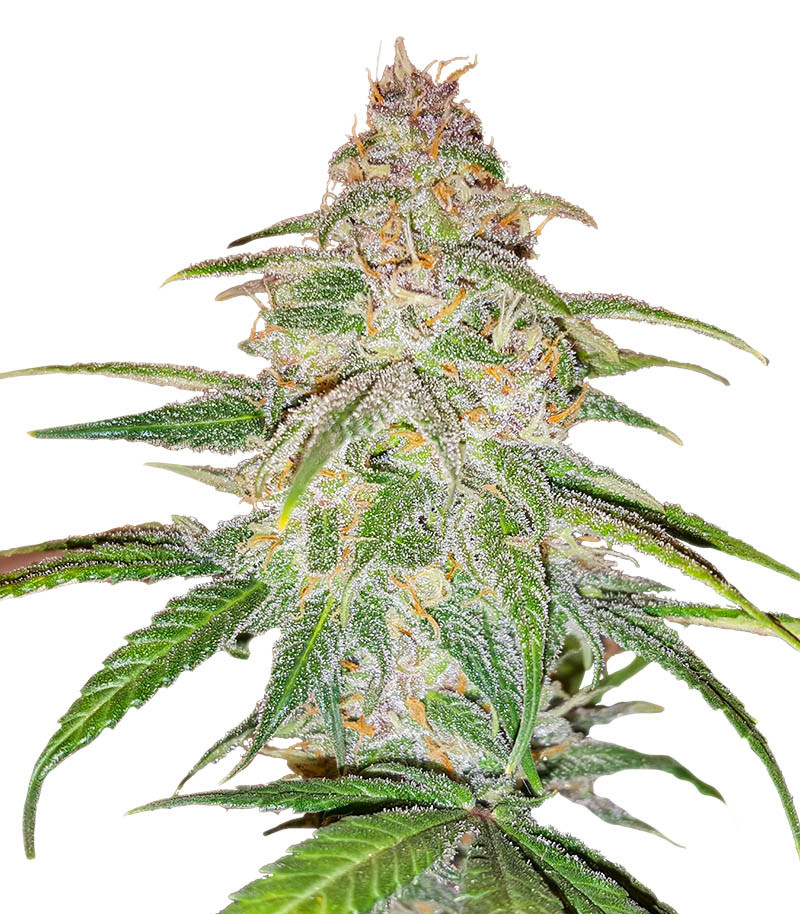 Семена сорта Mandarin Thuggee fem (AlphaFem Seeds)