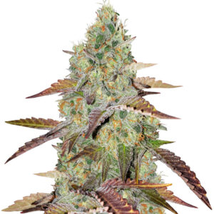 Grandaddy Purple fem (Blimburn Seeds) семена конопли