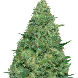 Семена сорта Chemdog Millionaire fem (Dr. Krippling Seeds)