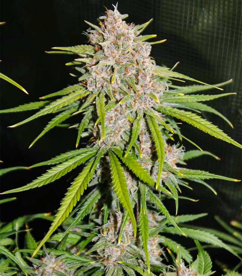 Tropicana Cookies Auto fem (FastBuds) семена конопли — изображение 5