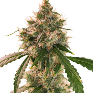 Wedding Cake Autoflower fem (Easy Grow Seeds) семена конопли