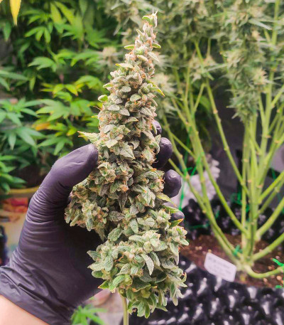 Wedding Cake Autoflower fem (Easy Grow Seeds) семена конопли — изображение 5