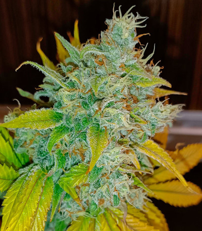 Black Muffin F1 Fast Version fem (Sweet Seeds) семена конопли — изображение 5