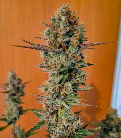 Black Muffin F1 Fast Version fem (Sweet Seeds) семена конопли — изображение 6