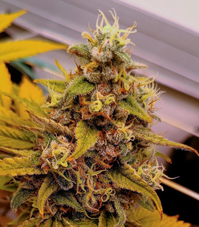 Black Muffin F1 Fast Version fem (Sweet Seeds) семена конопли — изображение 8