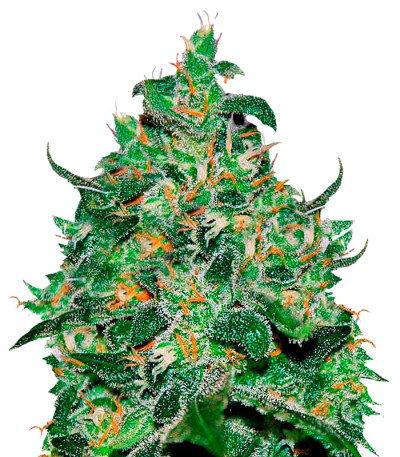 Critical Jack Herer Auto fem (Delicious Seeds) семена конопли
