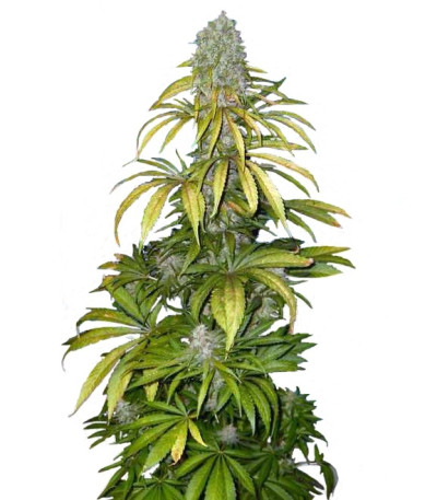 Chrystal fem (Nirvana Seeds) семена конопли