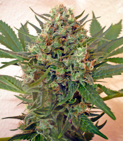 Chrystal fem (Nirvana Seeds) семена конопли — изображение 3