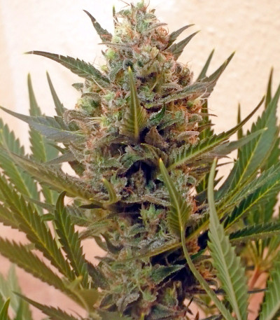 Chrystal fem (Nirvana Seeds) семена конопли — изображение 4
