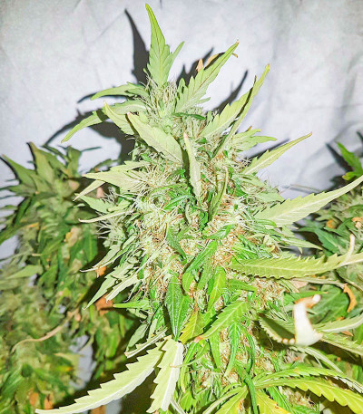 K-2 fem (Nirvana Seeds) семена конопли — изображение 4