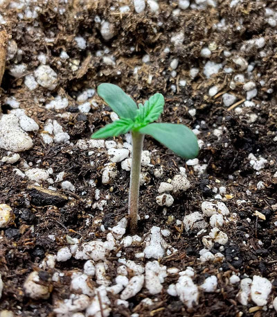 GMO fem (Barney's Farm) семена конопли — изображение 5