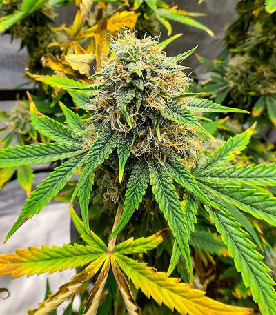 GMO fem (Barney's Farm) семена конопли — изображение 7