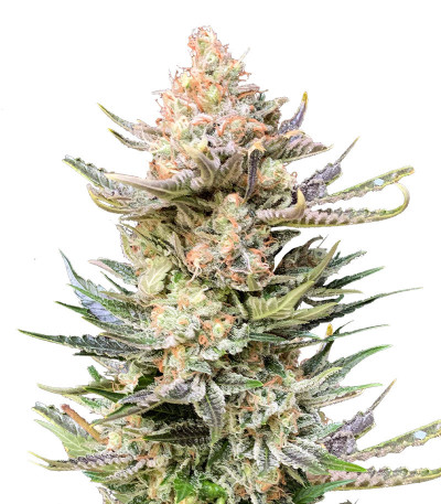 Moby Delicious fem (Delicious Seeds) семена конопли