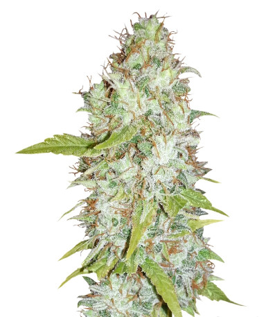 Afghan Kush X Skunk fem (World of Seeds) семена конопли