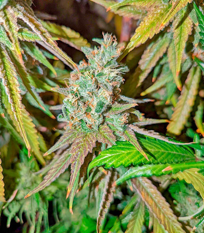 Bruce Banner #3 Auto fem (Herbies Seeds) семена конопли — изображение 4