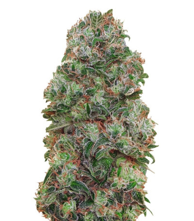 Female Collection #2 fem (00 Seeds) семена конопли — изображение 2