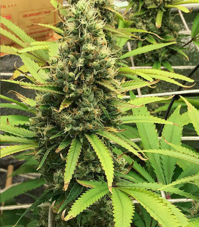 Godzilla Original Glue GG#4 (Godzilla Glue #4) fem (Herbies Seeds) семена конопли — изображение 8