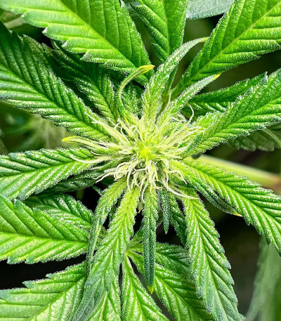 San Bacio Burger fem (Advanced Seeds) семена конопли — изображение 3