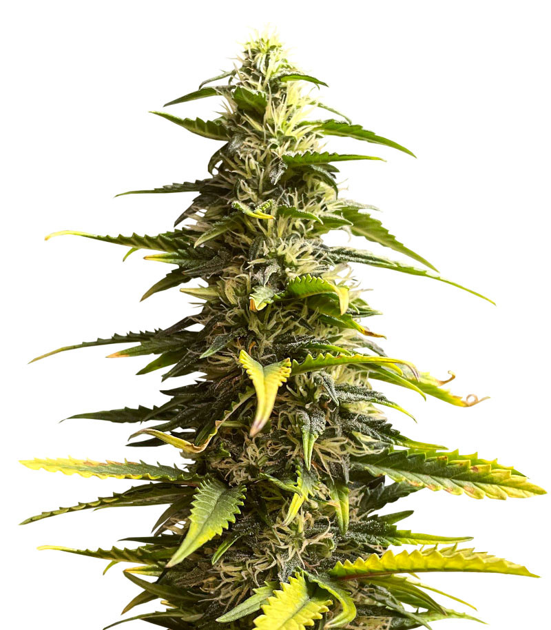Sour Diesel Auto fem (Herbies Seeds) семена конопли — изображение 5