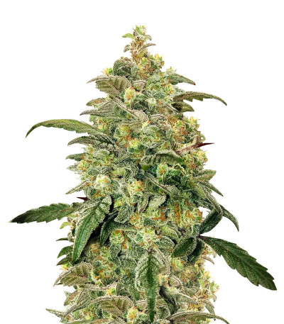 Sativa Mix fem (Herbies Seeds) семена конопли — изображение 3