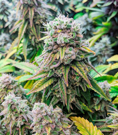 Fat Banana fem (RQS) семена конопли — изображение 4