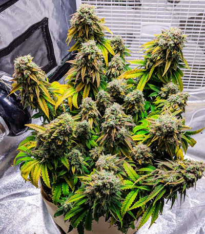 Fat Banana fem (RQS) семена конопли — изображение 5