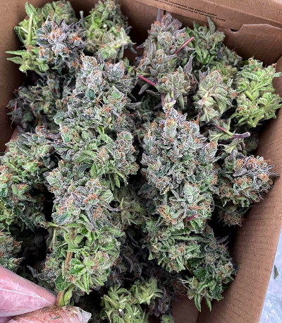 Triple G fem (RQS) семена конопли — изображение 6