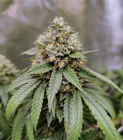 Triple G fem (RQS) семена конопли — изображение 5