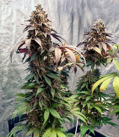 Triple G fem (RQS) семена конопли — изображение 7
