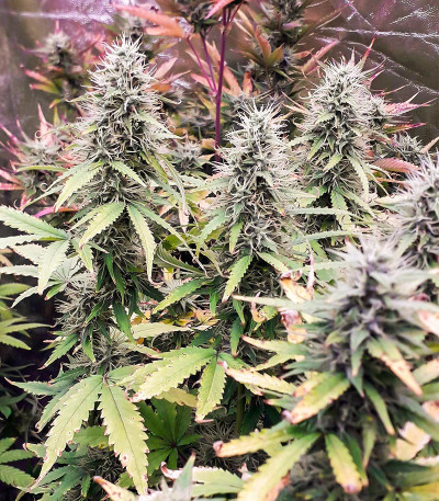 Green Gelato Automatic fem (RQS) семена конопли — изображение 6