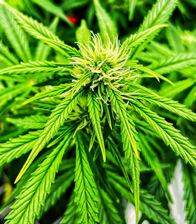 Green Gelato Automatic fem (RQS) семена конопли — изображение 7