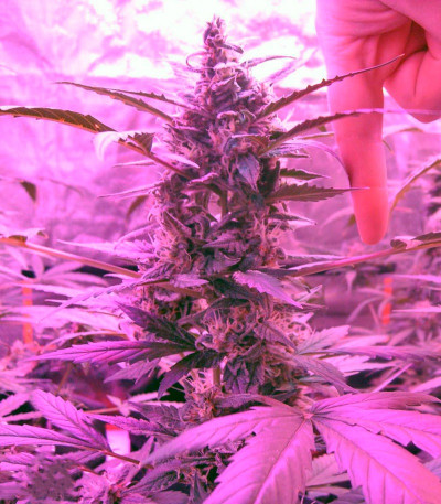 Green-O-Matic Auto fem (GHS) семена конопли — изображение 3