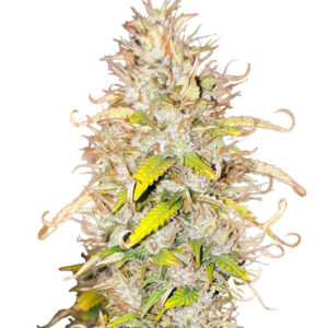 Green Gelato Automatic fem (RQS) семена конопли