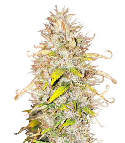 Green Gelato Automatic fem (RQS) семена конопли