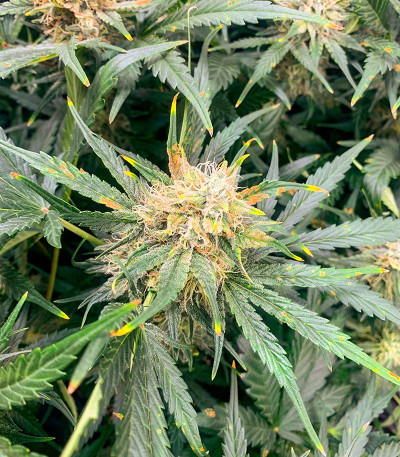 Critical XXL Auto fem (Herbies Seeds) семена конопли — изображение 4