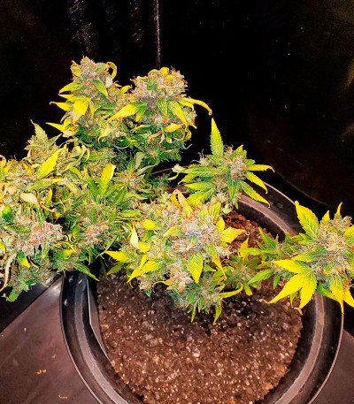 Critical XXL Auto fem (Herbies Seeds) семена конопли — изображение 6