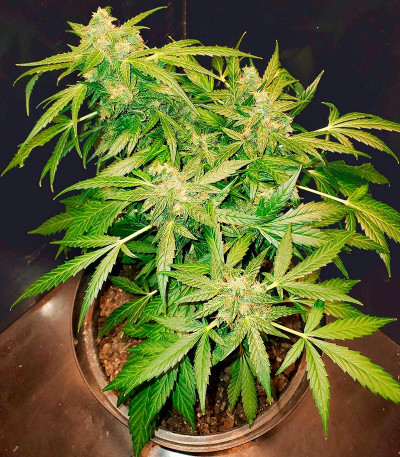 Critical XXL Auto fem (Herbies Seeds) семена конопли — изображение 8