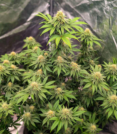 Lemonpaya fem (FastBuds) семена конопли — изображение 3