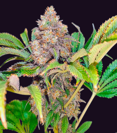 Lemonpaya fem (FastBuds) семена конопли — изображение 4