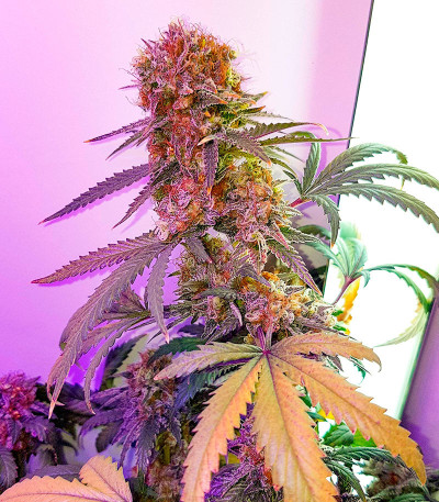 Northern Lights fem (Herbies Seeds) семена конопли — изображение 4
