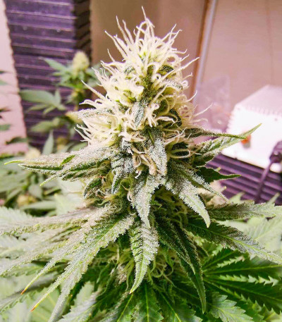 Lavanda Cream fem (Kalashnikov Seeds) семена конопли — изображение 4