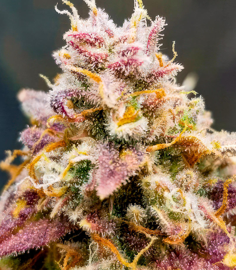 Also Know 47 Autoflower fem (Seedkeepers) семена конопли — изображение 3