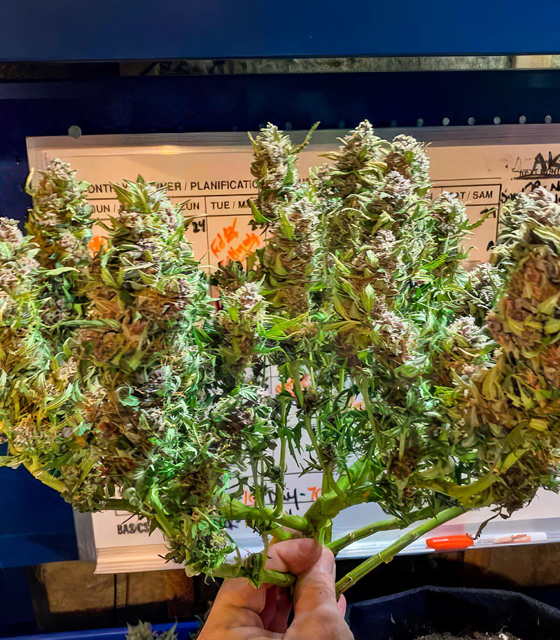 Also Know 47 Autoflower fem (Seedkeepers) семена конопли — изображение 10