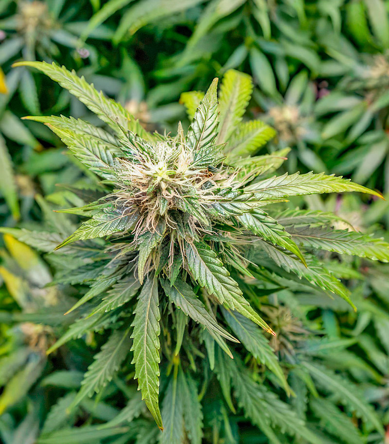 Also Know 47 Autoflower fem (Seedkeepers) семена конопли — изображение 7