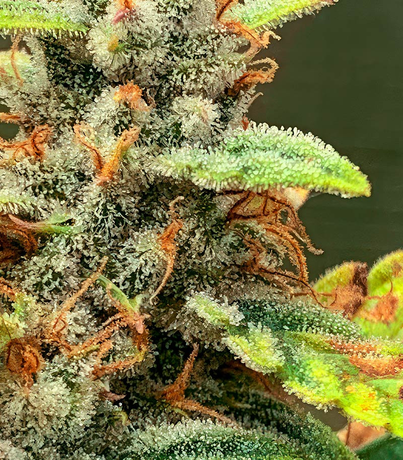 Also Know 47 Autoflower fem (Seedkeepers) семена конопли — изображение 9