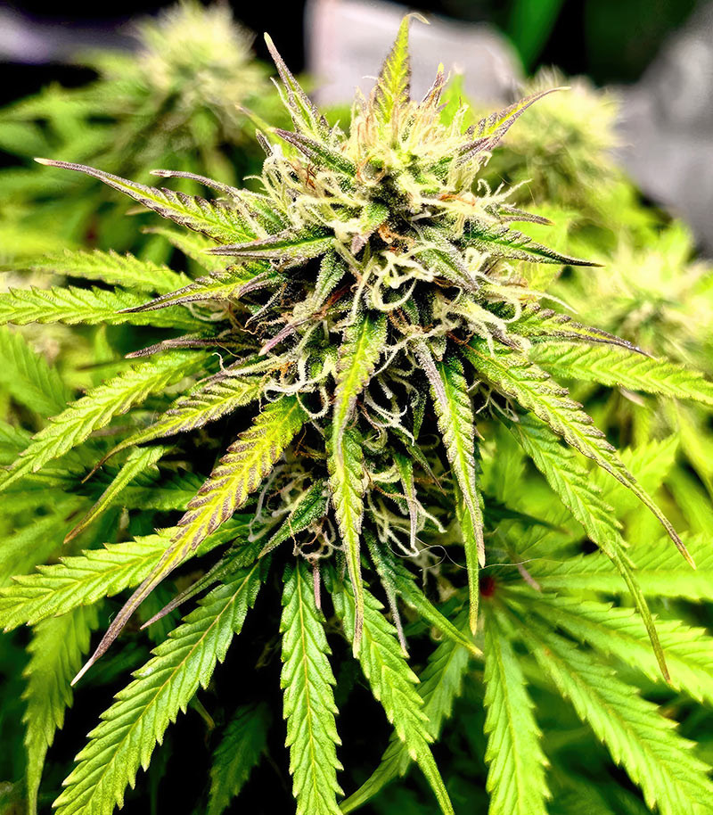 Also Know 47 Autoflower fem (Seedkeepers) семена конопли — изображение 5